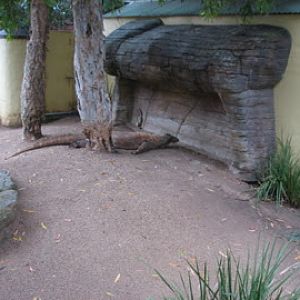 Taronga 2010 - Komodo Dragon