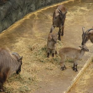 Taronga 2010 - Himalayan Tahr