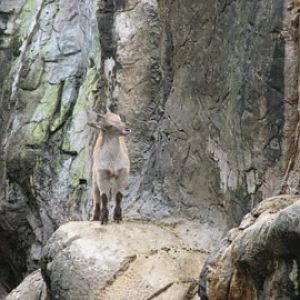 Taronga 2010 - Himalayan Tahr