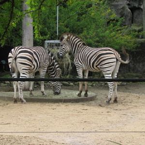 Taronga 2010 - Plains Zebras