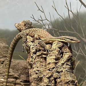 Kimberly Rock Monitor