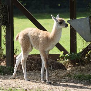 Baby Guanaco