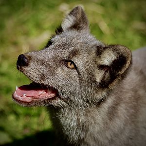 Arctic Fox