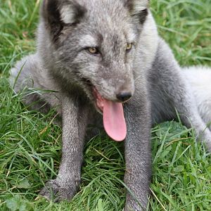 Arctic Fox