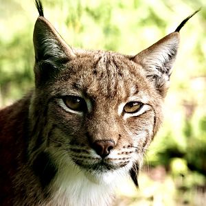 Finn The Lynx