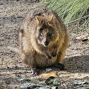 Quokka