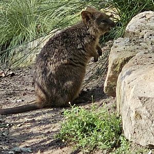 Quokka