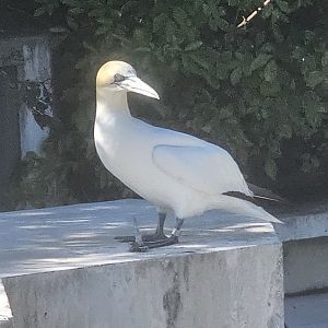 Gannet