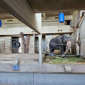 Indoor elephant quarters