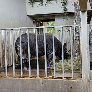 Indoor great Indian rhino quarters