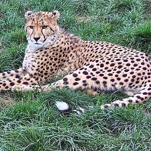 Cheetah
