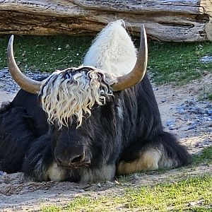 Domestic yak