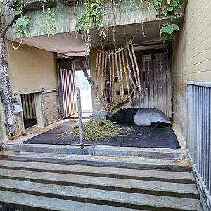Malayan tapir house
