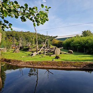 Red Forest Buffalo / Drill exhibit