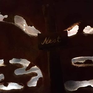 Underground Naked Mole rat exhibit