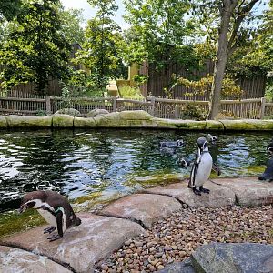 Penguin Walkthrough exhibit