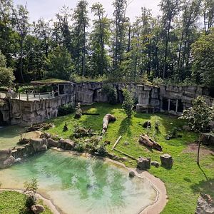 Polar bear / Brown bear hibrid exhibit