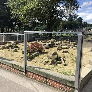 Banded Mongoose Enclosure at Cannon Hall Farm (September 2023)