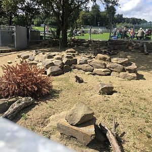 Banded Mongoose Enclosure at Cannon Hall Farm (September 2023)