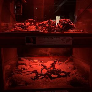 Lesser Hedgehog Tenrec / Persian Jird Enclosures at Cannon Hall Farm (September 2023)