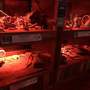 Long-eared Hedgehog, Acacia Rat and Brandt's Vole Enclosures at Cannon Hall Farm (September 2023)