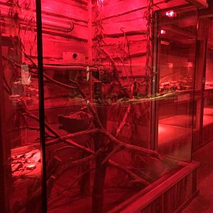 Vacant Enclosure Inside the Nocturnal House at Cannon Hall Farm (September 2023)