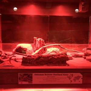 Common Yellow-toothed Cavy Enclosure at Cannon Hall Farm (September 2023)