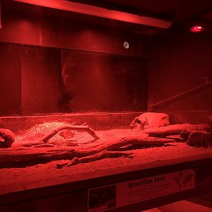 Brazilian Cavy Enclosure at Cannon Hall Farm (September 2023)