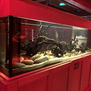 Fish Tank in the Nocturnal House at Cannon Hall Farm (September 2023)