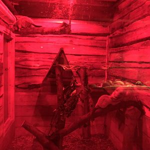 Northern Luzon Giant Cloud Rat Enclosure at Cannon Hall Farm (September 2023)