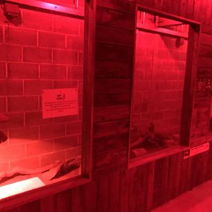 Large Hairy Armadillo Enclosure at Cannon Hall Farm (September 2023)