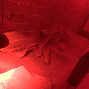 Large Hairy Armadillo Enclosure at Cannon Hall Farm (September 2023)