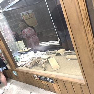 Hermann's Tortoise Enclosure at Cannon Hall Farm (September 2023)