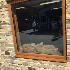 Green Iguanas at Cannon Hall Farm (September 2023)