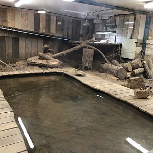 Asian Water Monitor Enclosure at Cannon Hall Farm (September 2023)