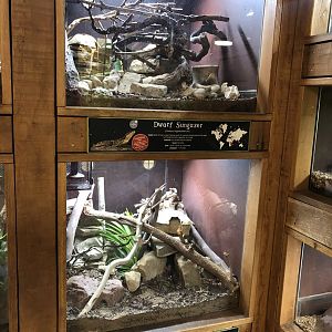 Dwarf Sungazer / Children's Python Enclosures at Cannon Hall Farm (September 2023)