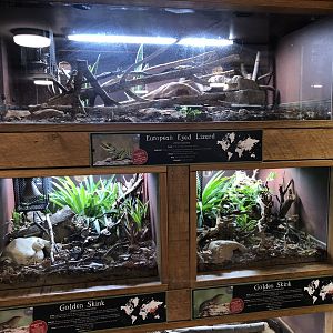 European Eyed Lizard / Golden Skink Enclosures at Cannon Hall Farm (September 2023)