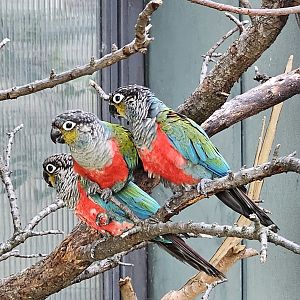 Crimson bellied parakeet
