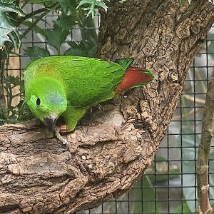 Blue crowned hanging parrot