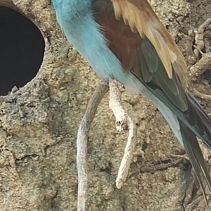 European beeeater