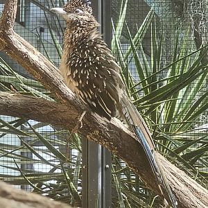 Greater roadrunner