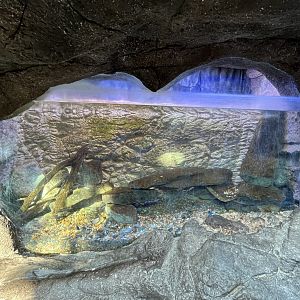 Desert Pupfish Aquarium