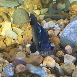 Male Desert Pupfish