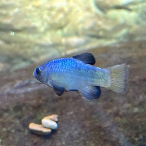 Female Desert Pupfish