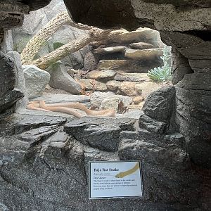 Baja Ratsnake moved to old Rattlesnake Terrarium