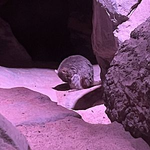Brush-tailed Bettong