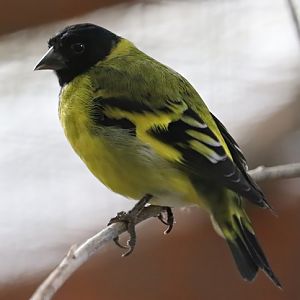 Hooded siskin (Spinus magellanicus)
