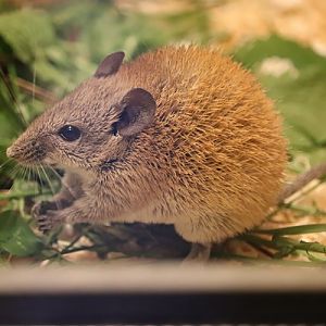 Golden spiny mouse (Acomys russatus)