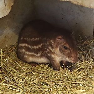 Lowland paca (Cuniculus paca)