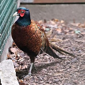 Southern Caucasian pheasant (Phasianus colchicus colchicus)